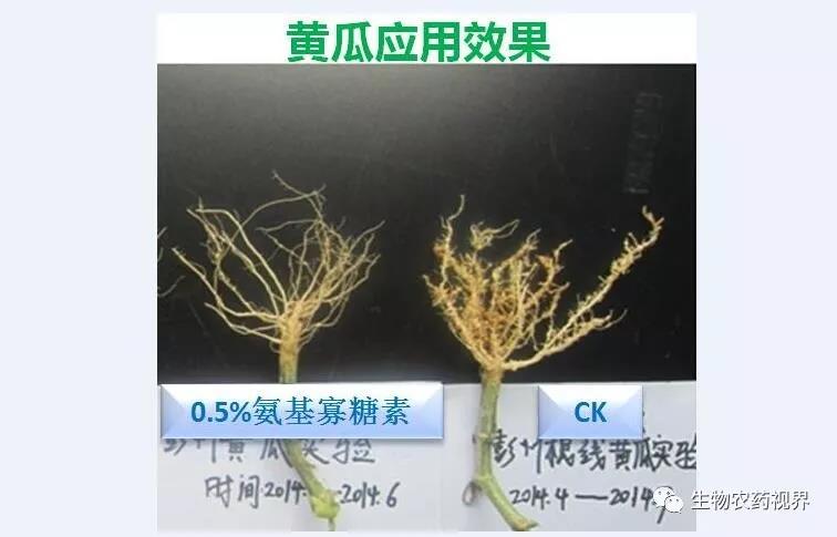 氨基寡糖素 - 植物的免疫衛(wèi)士，根結(jié)線蟲的克星