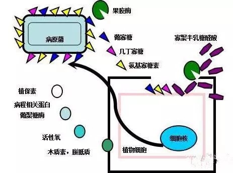 氨基寡糖素 - 植物的免疫衛(wèi)士，根結(jié)線蟲的克星