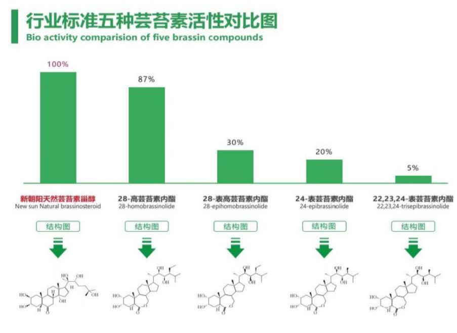 小麥拌種選新朝陽天然蕓苔素，讓小麥高產(chǎn)贏在起跑線上！（小麥在什么時(shí)候用蕓苔素效果最佳）